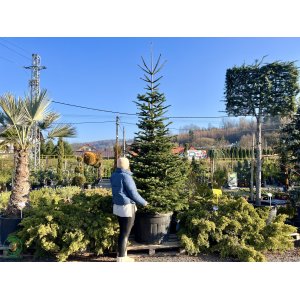 Normandská jedľa (Abies Nordmanniana) - výška 250-300 cm, kont. C180L